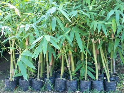 Green Bambusa valgaris Cating Plant