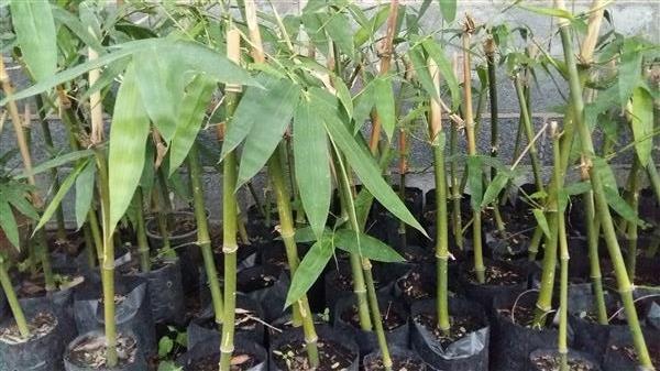 Bambusa Balcooa Cating Plant