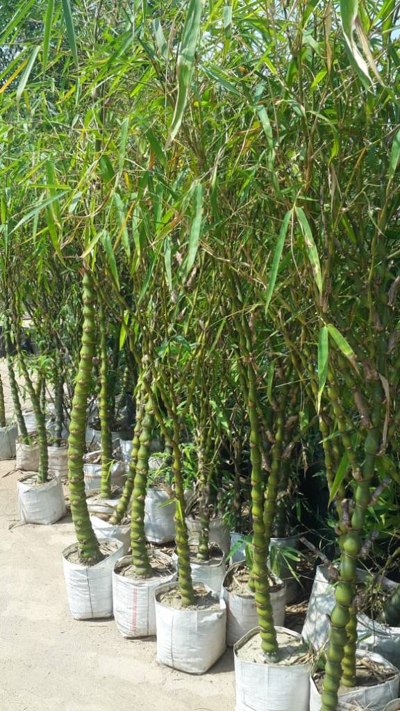 Bambusa Vulgaris Wamini Plant