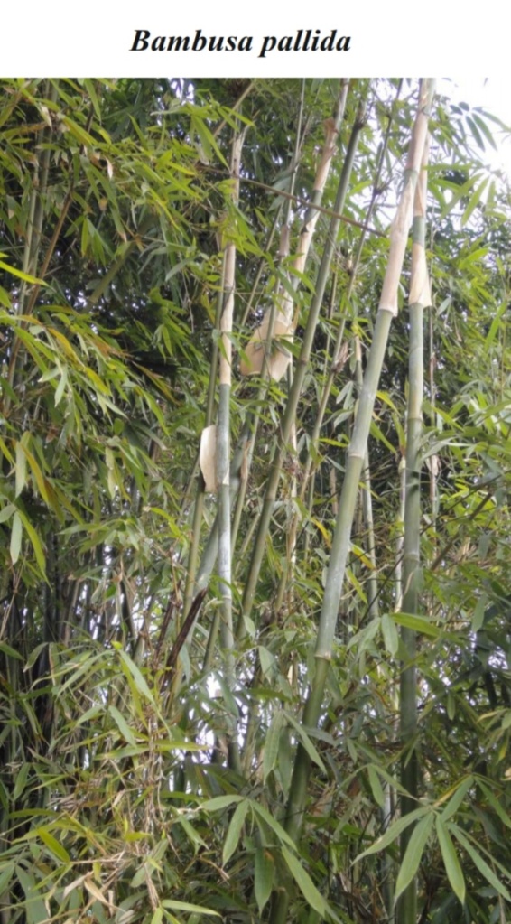 Bambusa pallidia