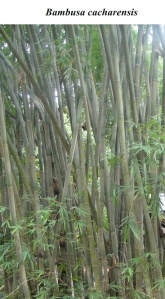 Bambusa Cacharensis Plant