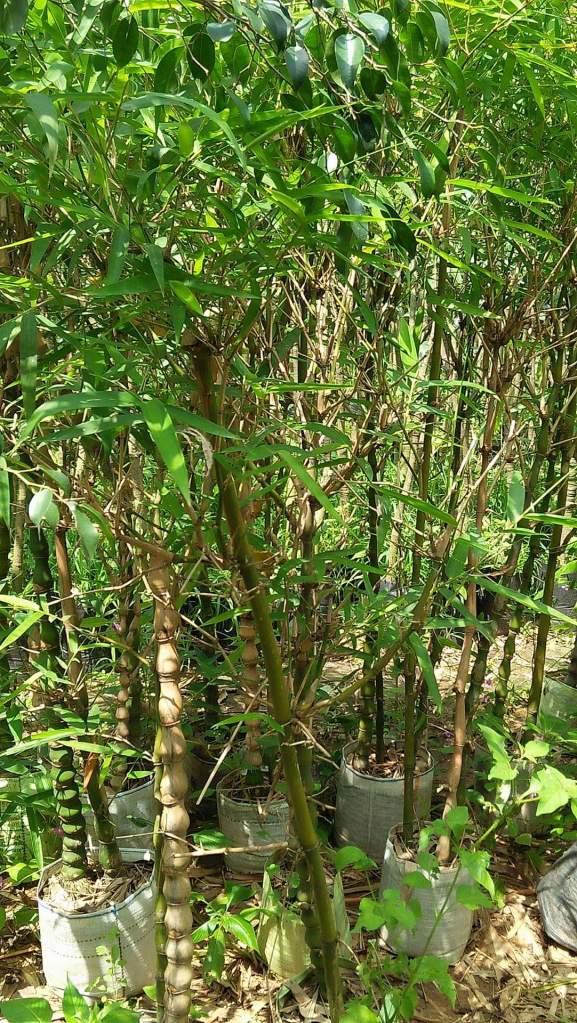 Bambusa Vulgaris Wamini Plant